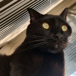 Meet your Posher, Peter